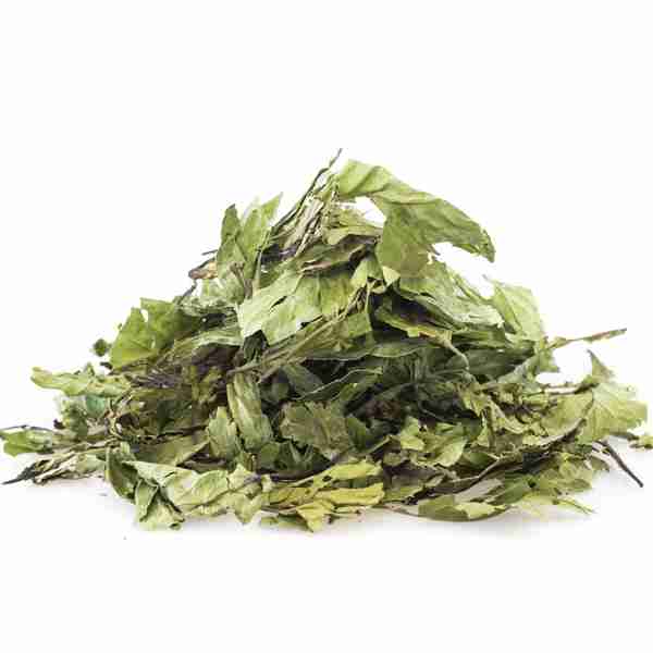Chacruna (Psychotria viridis) psychotria-viridis-chacruna