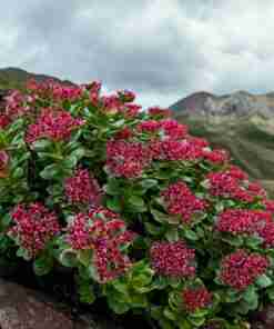 Radice d'oro di Rodiola Rhodiola Rosea Siberiana Essiccata - Trinciata Rhodiola-Rosea