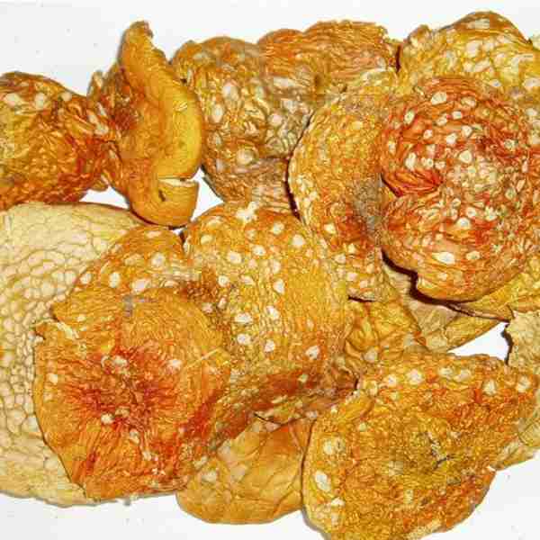 Amanita Muscaria Essiccata Cerimona e Microdosing Amanita-Muscaria-Intera