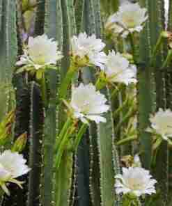 Rapé Cactus - Connessione ed Intelligenza emozionale Night Blooming Cactus