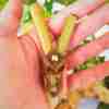 Kuripe Bambu Totem AQUILA