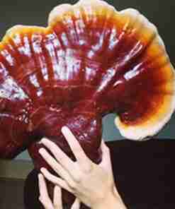 Reishi Ling Zhi (Ganoderma Lucidum) Rosso 100% BIO - Estratto Polvere 5:1 ganoderma Lucidu reishi Ling Zhi