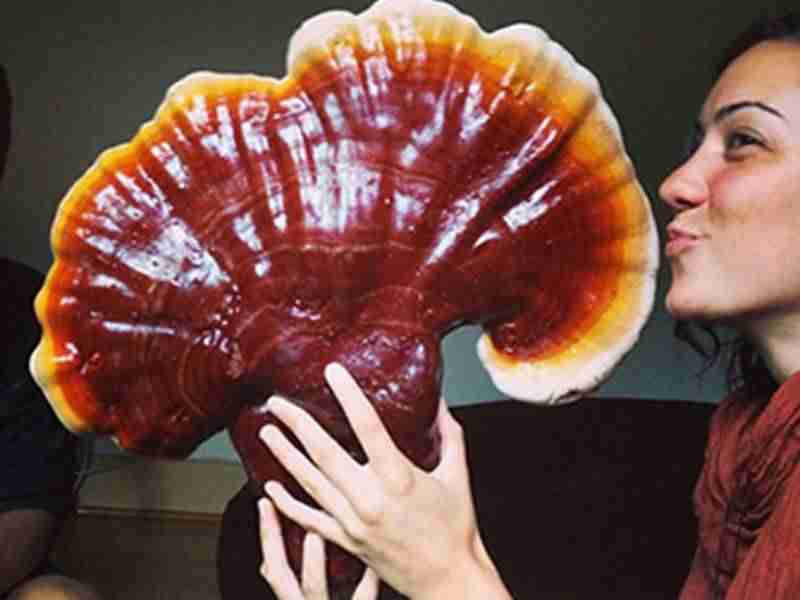 Reishi Ling Zhi (Ganoderma Lucidum) Rosso 100% BIO - Estratto Polvere 5:1 ganoderma Lucidu reishi Ling Zhi