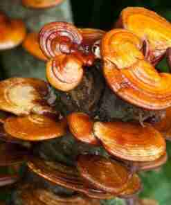 Reishi Ling Zhi (Ganoderma Lucidum) Rosso 100% BIO - Estratto Polvere 5:1 ganoderma Lucidu reishi Ling Zhi(10)