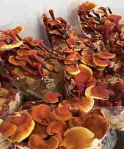 Reishi Ling Zhi (Ganoderma Lucidum) Rosso 100% BIO - Estratto Polvere 5:1 ganoderma Lucidu reishi Ling Zhi(8)