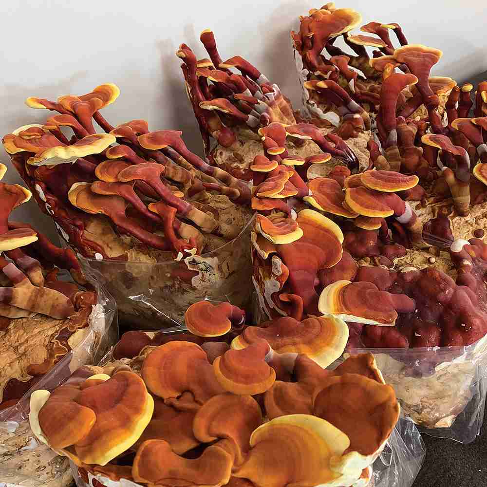 Reishi Ling Zhi (Ganoderma Lucidum) Rosso 100% BIO - Estratto Polvere 5:1 ganoderma Lucidu reishi Ling Zhi(8)