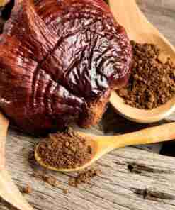 Ganoderma Lucidum