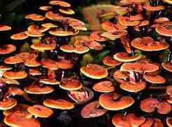 Reishi Ling Zhi (Ganoderma Lucidum) Rosso 100% BIO - Estratto Polvere 5:1 ganoderma magico