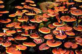Reishi Ling Zhi (Ganoderma Lucidum) Rosso 100% BIO - Estratto Polvere 5:1 ganoderma magico
