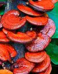 Reishi Ling Zhi (Ganoderma Lucidum) Rosso 100% BIO - Estratto Polvere 5:1 ganoderma