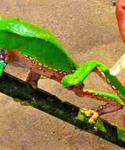 Kambo Paletta Stick Super Disintossicante Perù Amazonia Kambo Paletta Stick Super Disintossicante Perù Amazonia - immagine 5