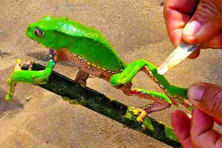 Kambo Paletta Stick Super Disintossicante Perù Amazonia Kambo Paletta Stick Super Disintossicante Perù Amazonia - immagine 5